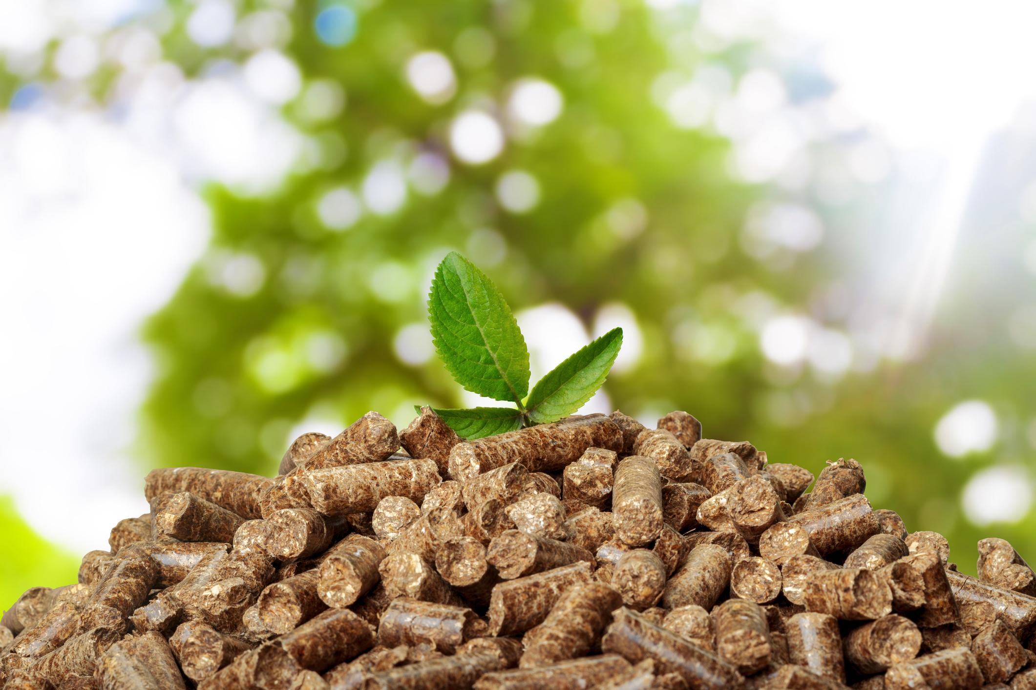 Biomass Fuel Uses Biomass Fuels Canada